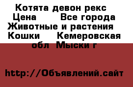 Котята девон рекс › Цена ­ 1 - Все города Животные и растения » Кошки   . Кемеровская обл.,Мыски г.